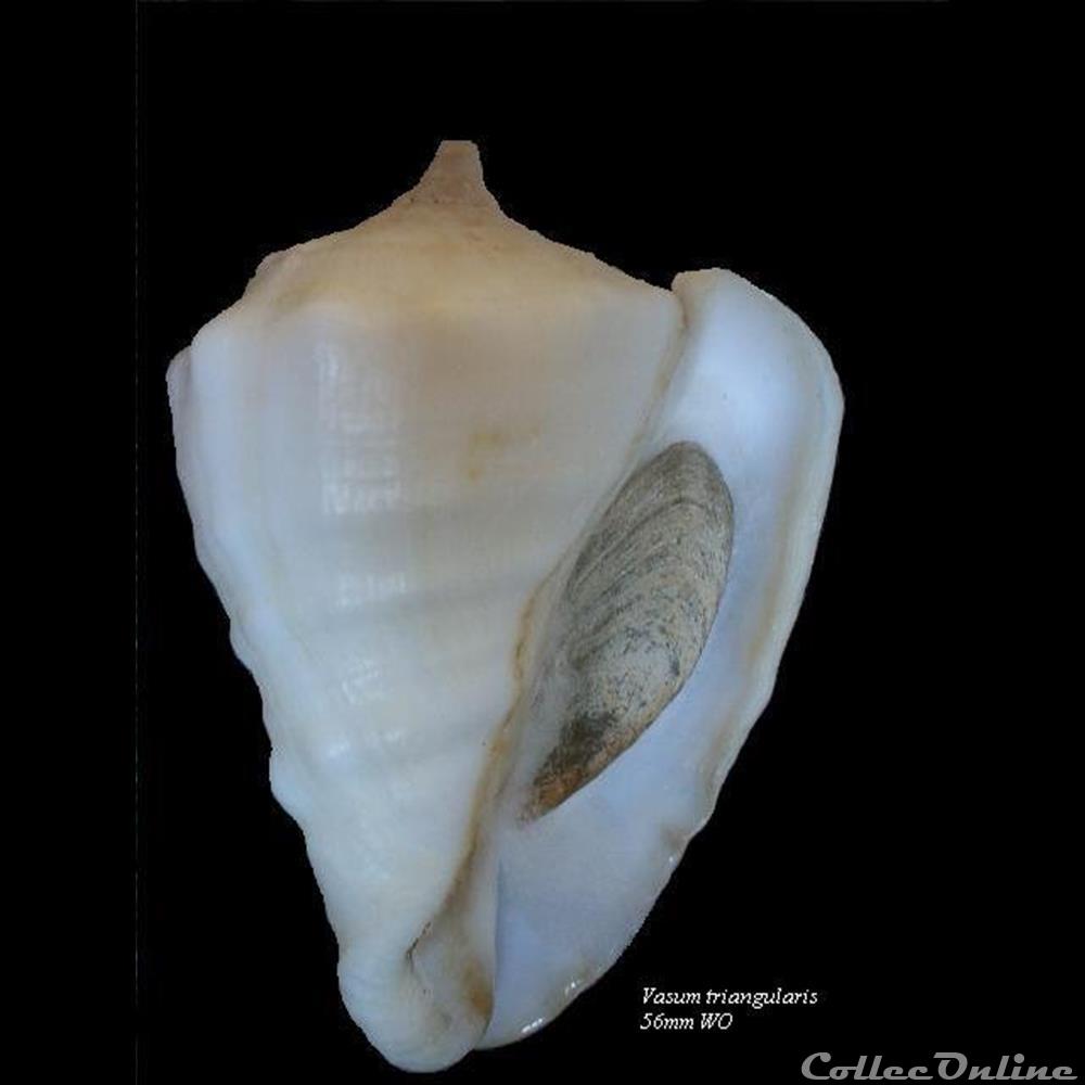 Vasum triangularis 56mm WO coquillage fossile gastropodum vasum triangularis 56mm wo