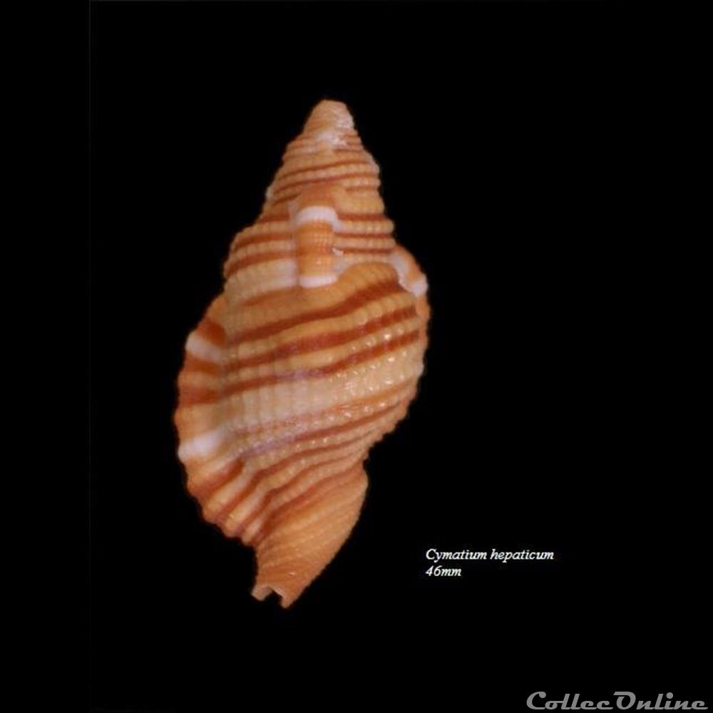 cymatium hepaticum 46mm coquillage fossile gastropodum cymatium hepaticum 46mm