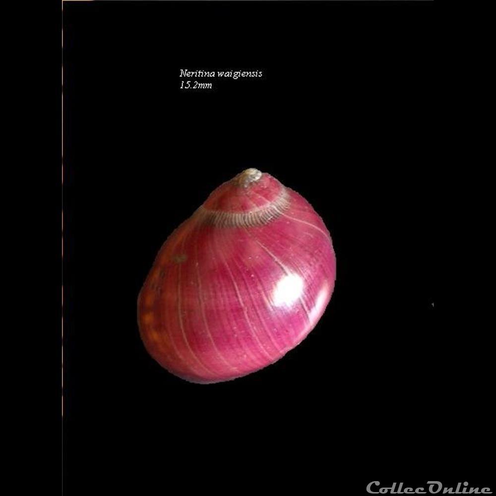 coquillage fossile gastropodum neritina waigiensis 15 2mm