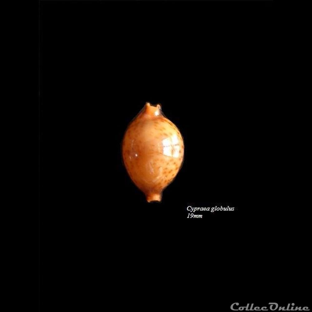 Cypraea globulus 19mm coquillage fossile gastropodum cypraea globulus 19mm