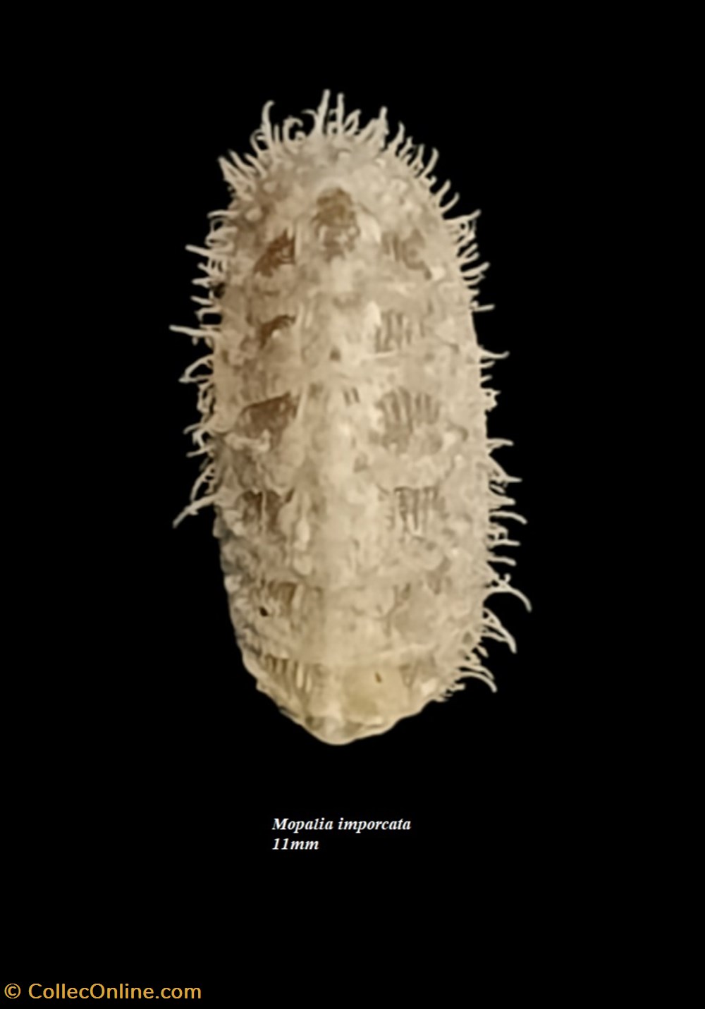 Mopalia imporcata 11mm coquillages fossiles polyplacophora mopalia imporcata 11mm