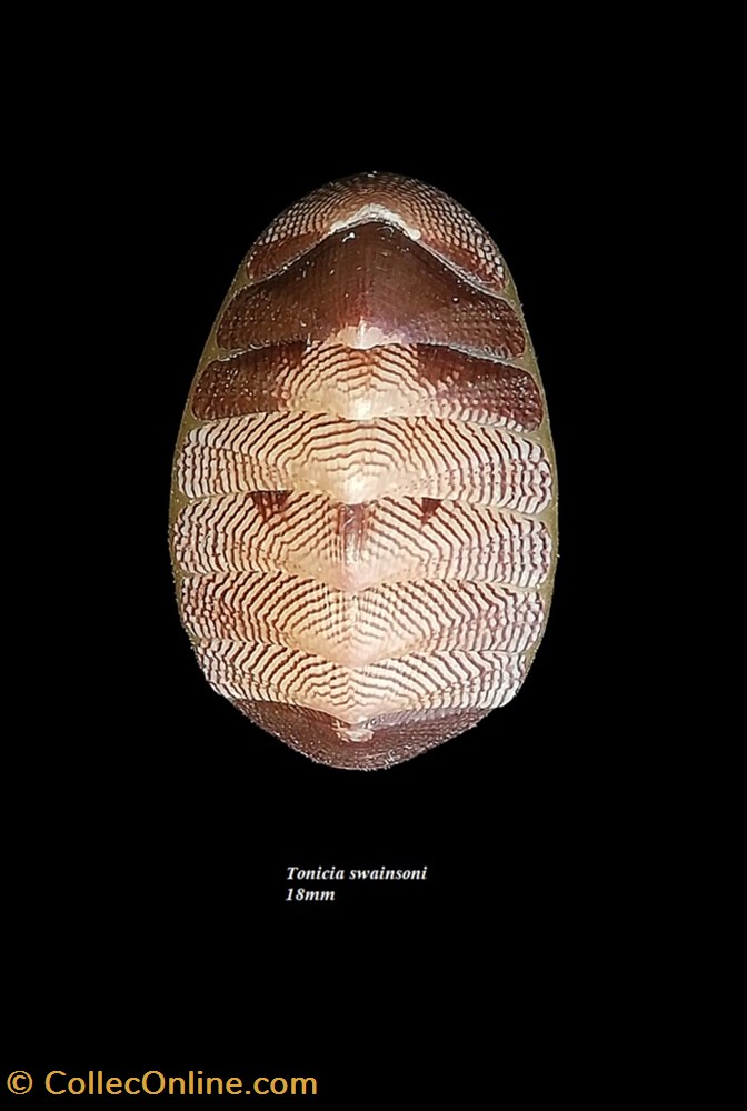 coquillage fossile polyplacophora tonicia swainsoni 18mm
