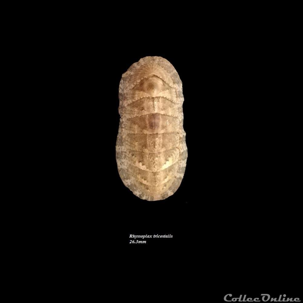 coquillage fossile polyplacophora rhyssoplax tricostalis 26 3mm
