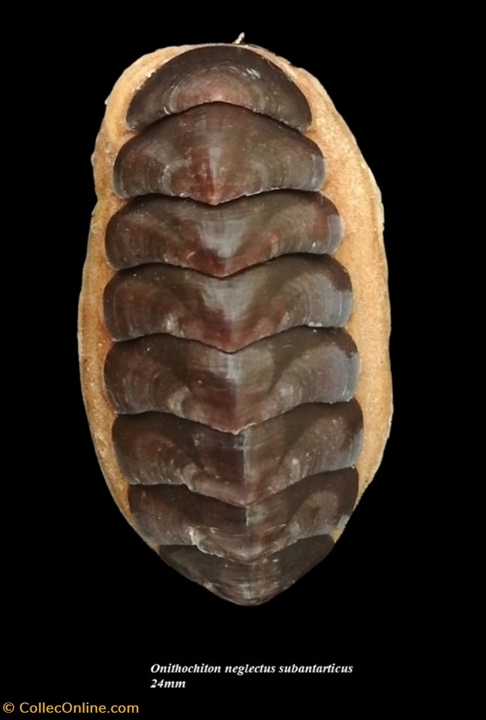 Onithochiton neglectus subantarticus 24mm coquillages fossiles polyplacophora onithochiton neglectus subantarticus 24mm