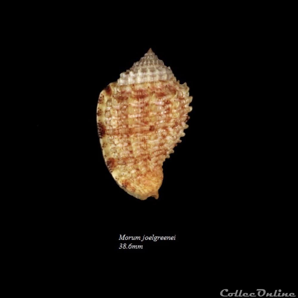 coquillage fossile gastropodum morum joelgreenei 38 6mm