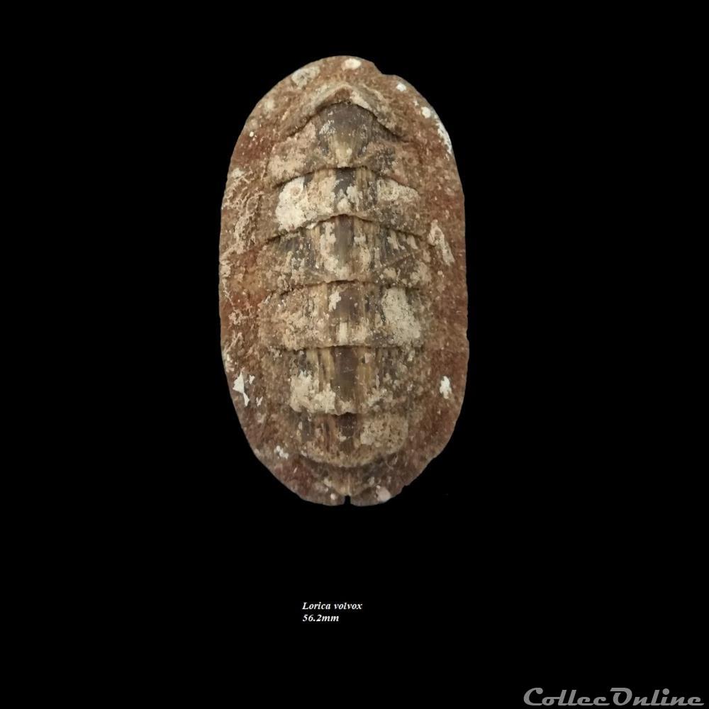 Lorica volvox 56.2mm coquillage fossile polyplacophora lorica volvox 56 2mm