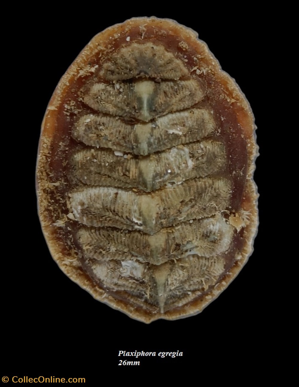 Plaxiphora egregia 26mm coquillages fossiles polyplacophora plaxiphora egregia 26mm
