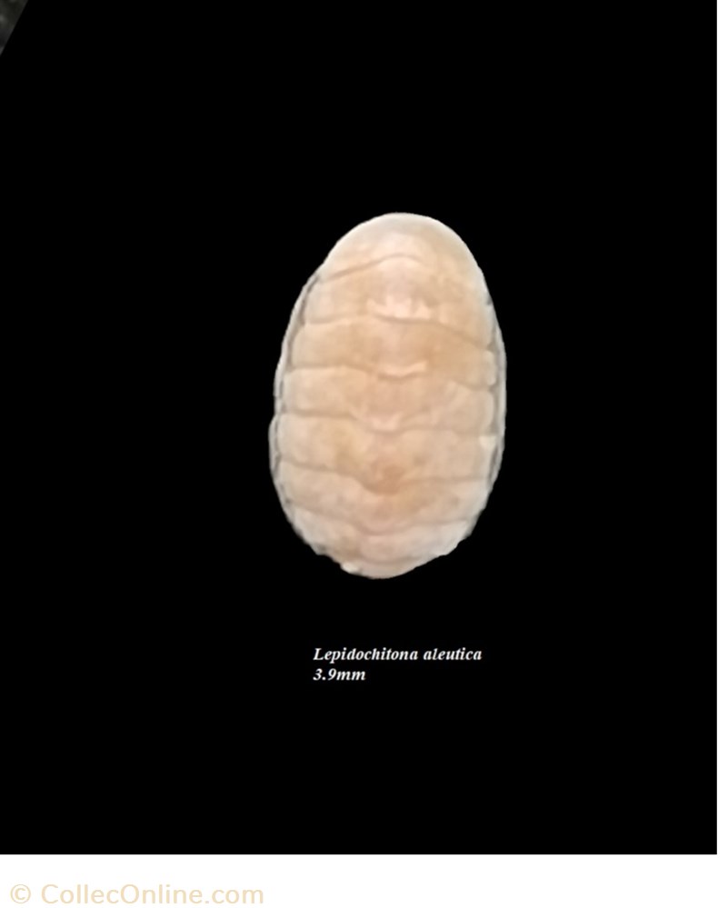 Lepidochitona aleutica 3.9mm coquillage fossile polyplacophora lepidochitona aleutica 3 9mm