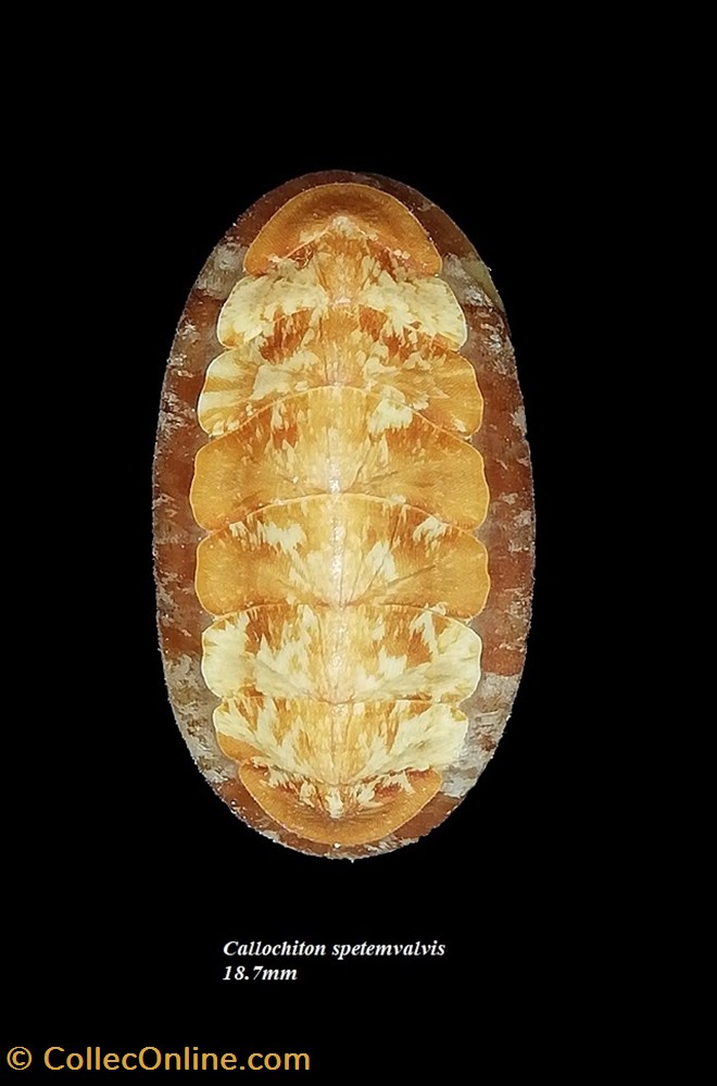 coquillages fossiles polyplacophora callochiton septemvalvis 18 7mm