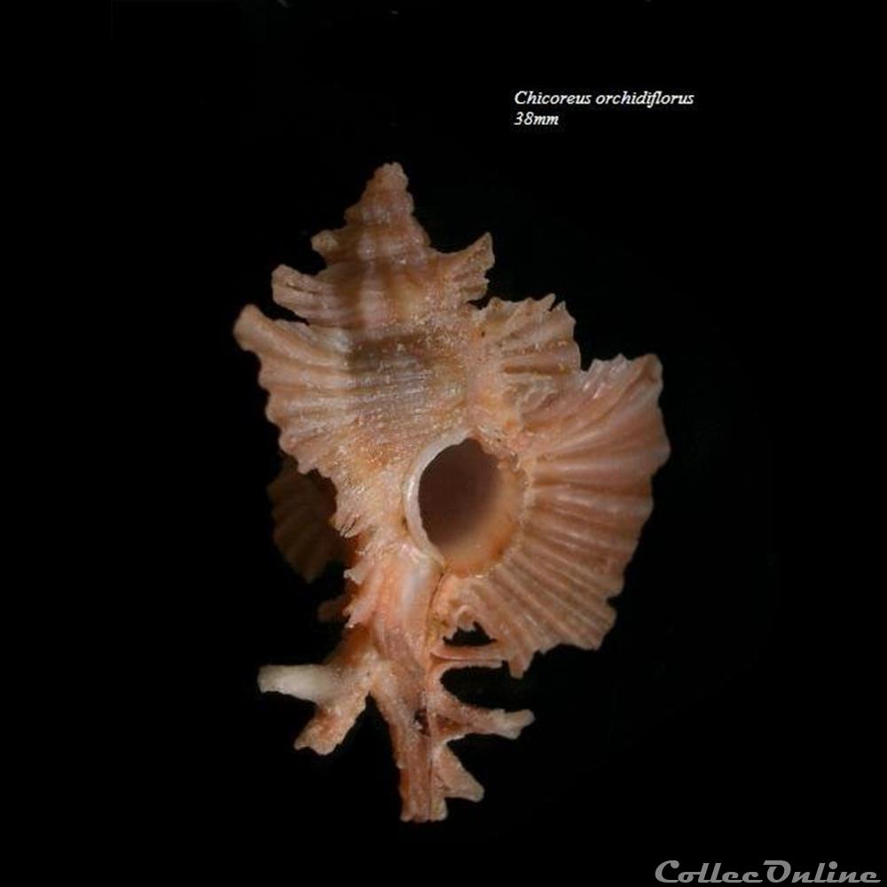 Chicoreus orchidiflorus 38mm coquillage fossile gastropodum chicoreus orchidiflorus 38mm
