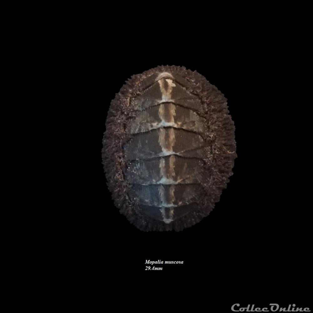 Mopalia muscosa 29.4mm coquillage fossile polyplacophora mopalia muscosa 29 4mm