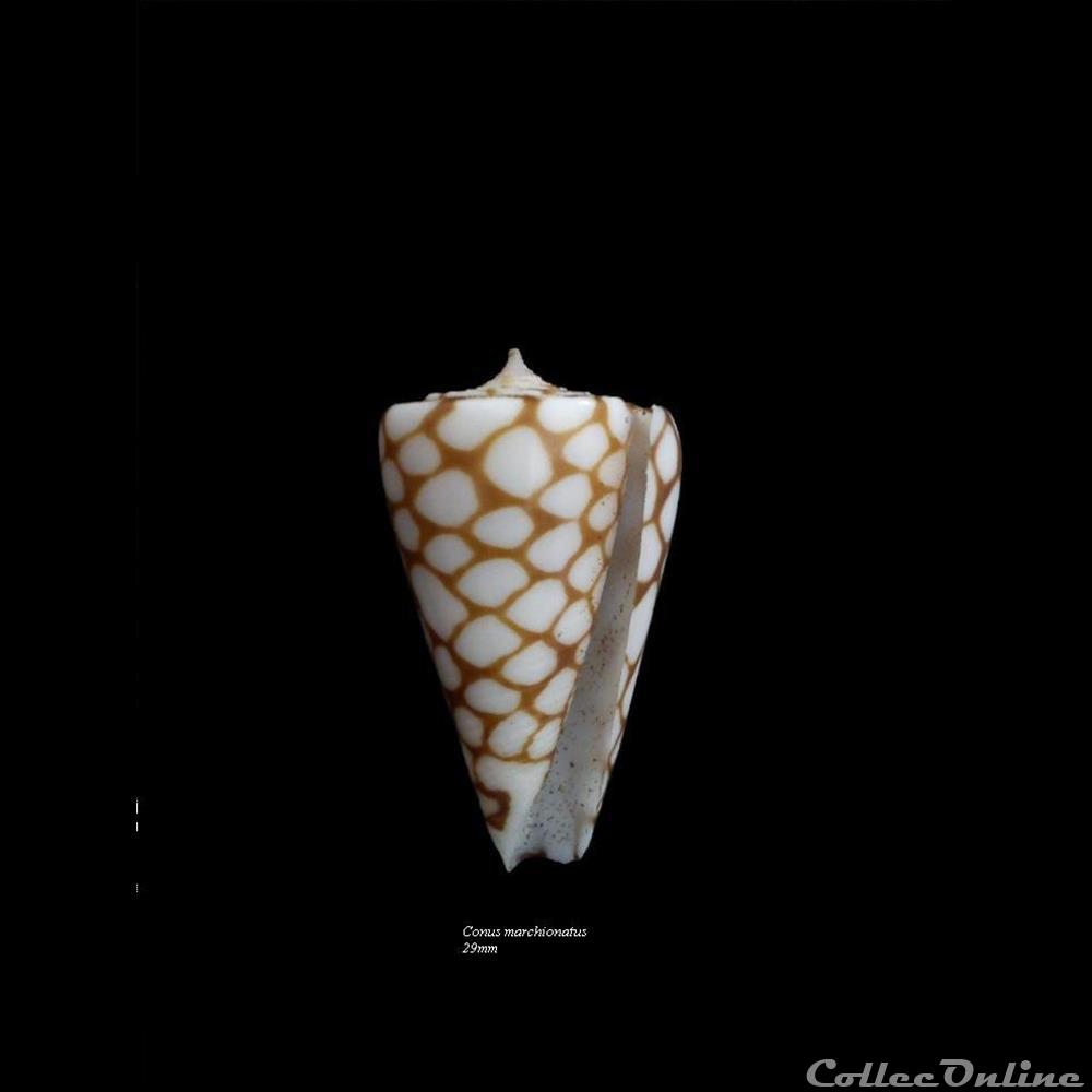 coquillage fossile gastropodum conus marchionatus 29mm