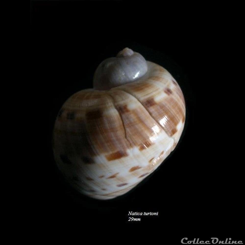 Natica turtoni 29mm coquillage fossile gastropodum natica turtoni 29mm
