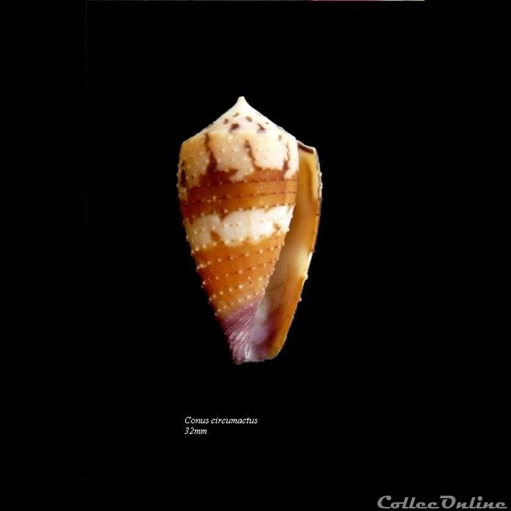 Conus circumactus 32mm coquillage fossile gastropodum conus circumactus 32mm