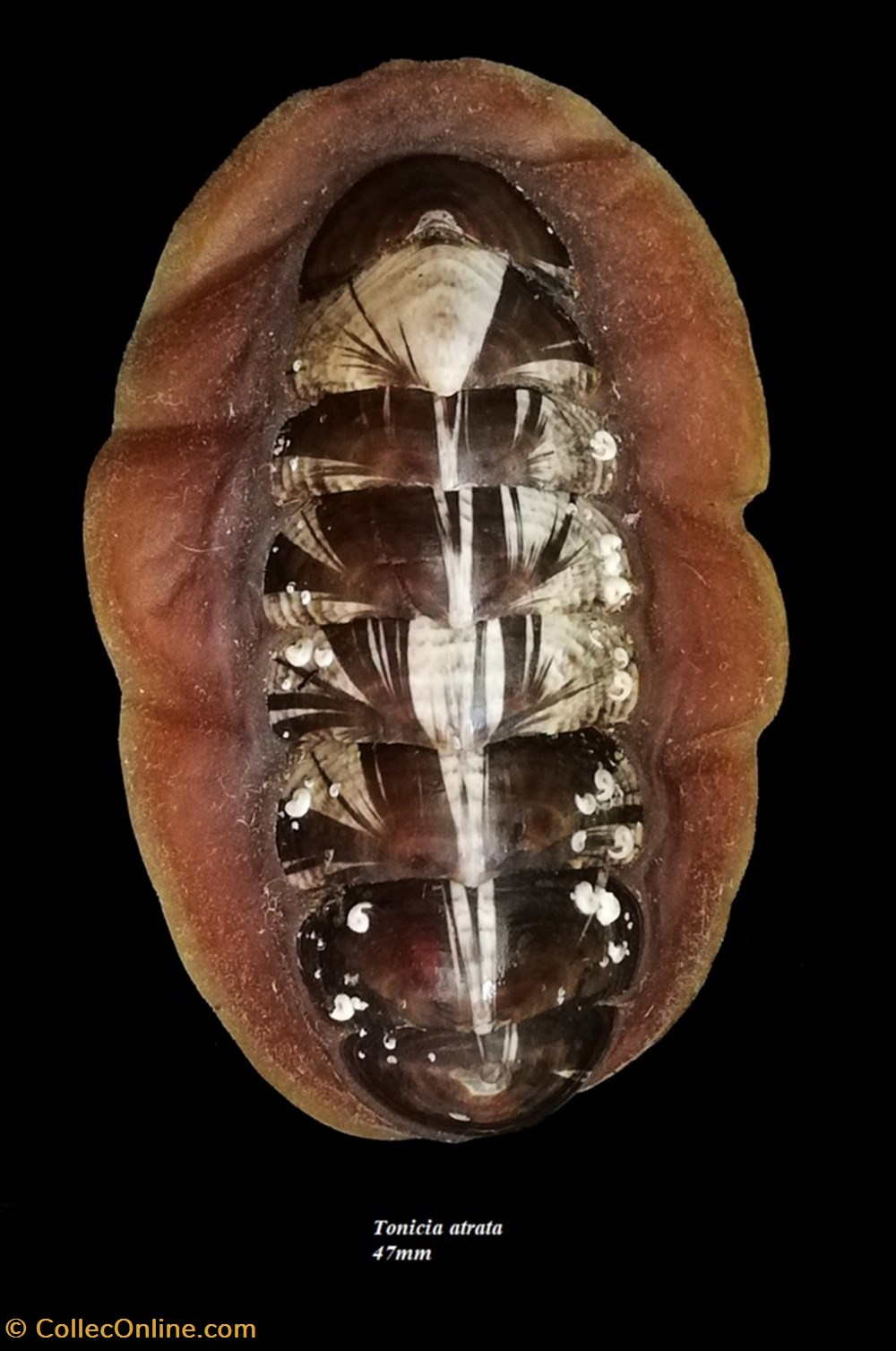 coquillages fossiles polyplacophora tonicia atrata 47mm