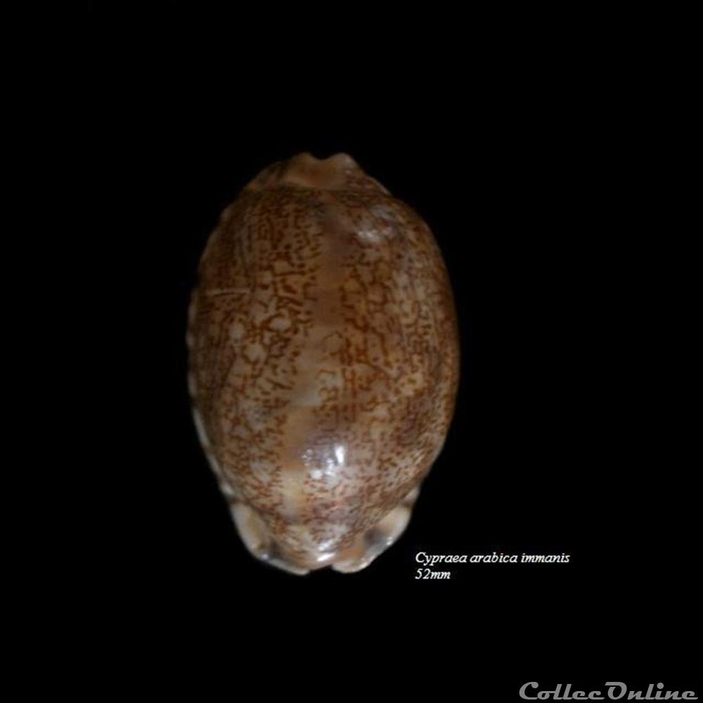 Cypraea arabica immanis 52mm coquillage fossile gastropodum cypraea arabica immanis 52mm