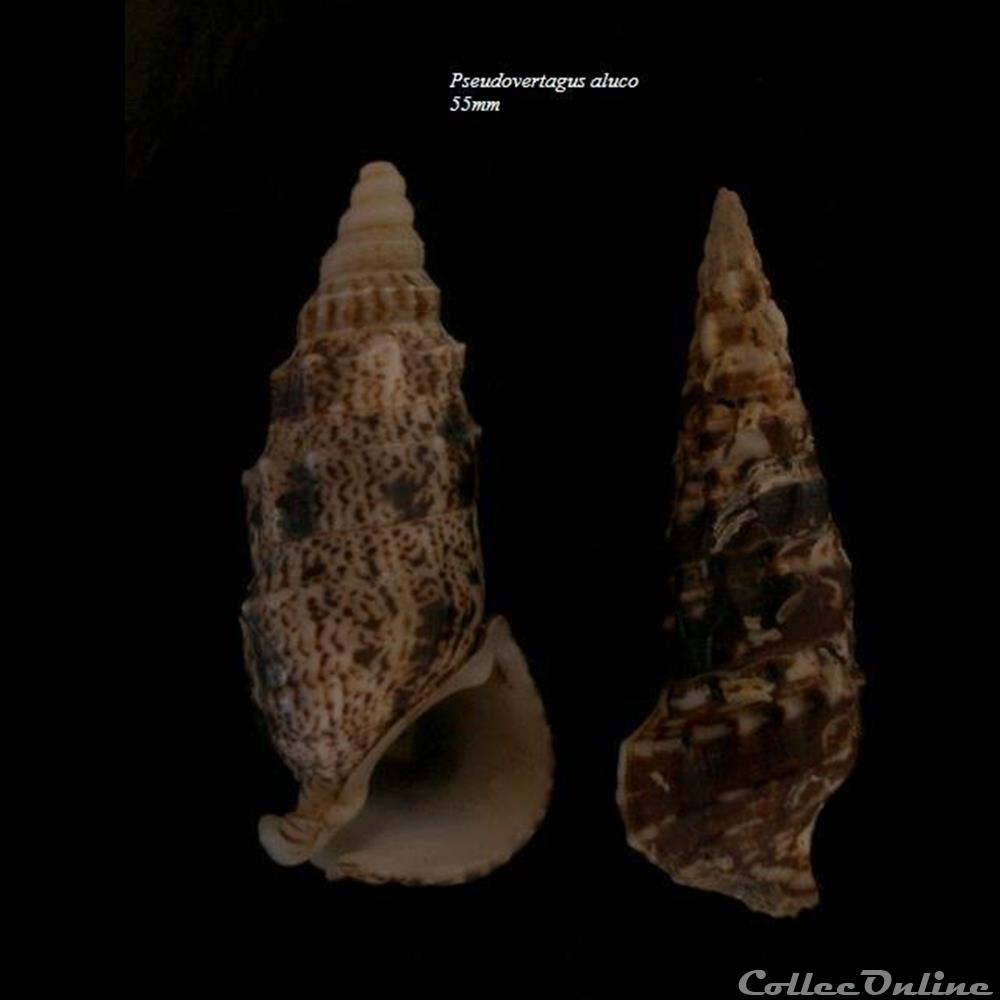Pseudovertagus aluco 55mm coquillage fossile gastropodum pseudovertagus aluco 55mm