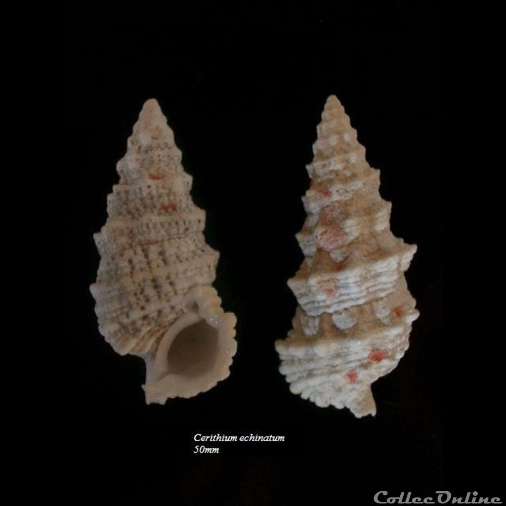 Cerithium echinatum 50mm coquillage fossile gastropodum cerithium echinatum 50mm