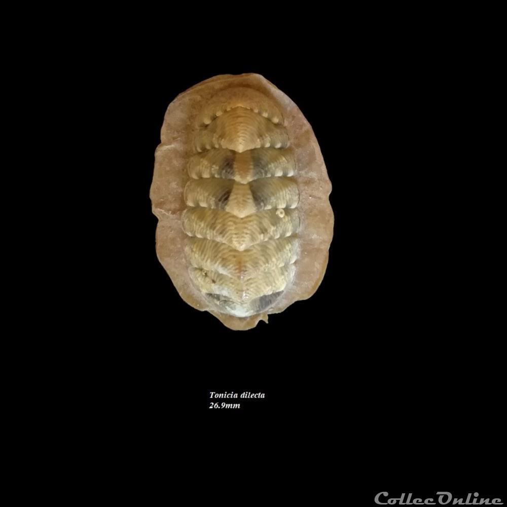 coquillage fossile polyplacophora tonicia dilecta 26 9mm