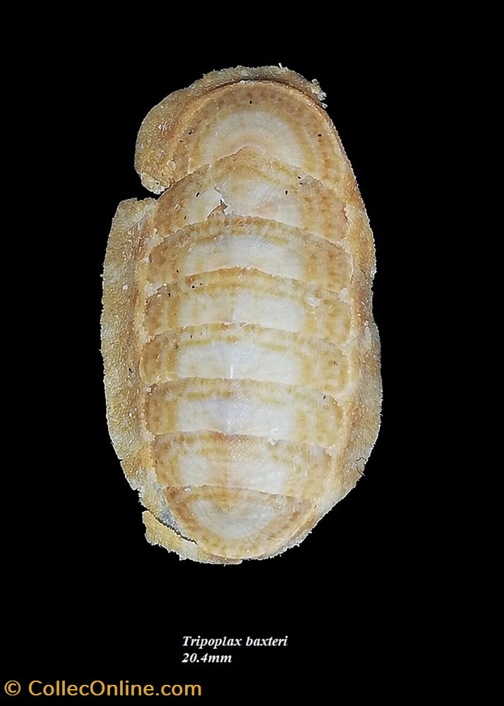 Tripoplax baxteri 20.4mm coquillage fossile polyplacophora tripoplax baxteri 20 4mm