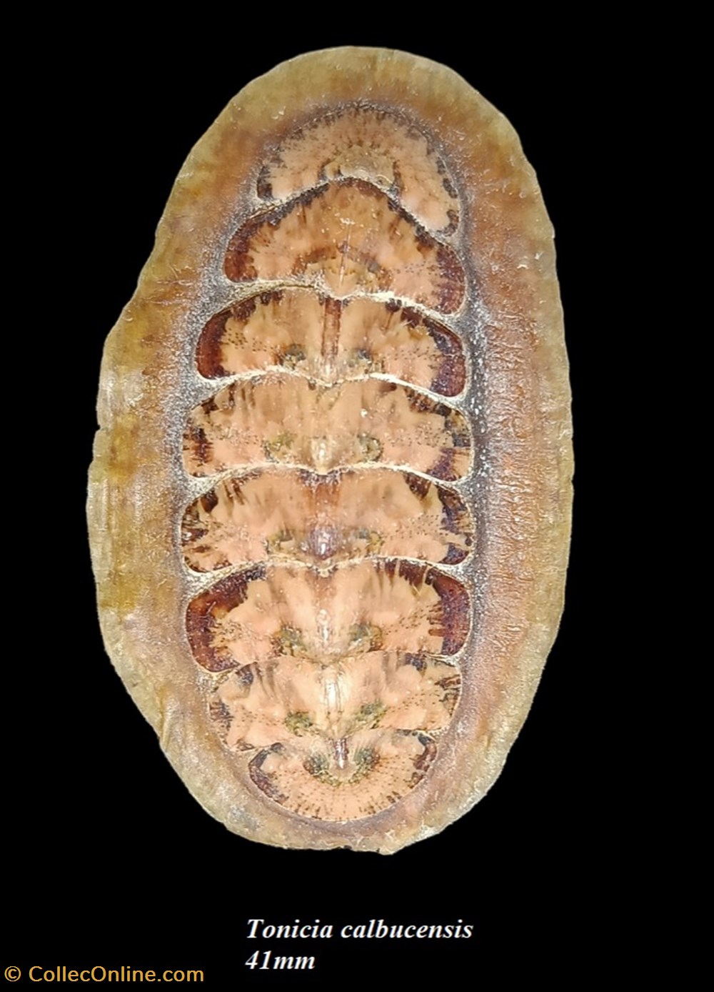 Tonicia calbucensis 41mm - Shells & Fossils - Polyplacophora - Chitonidae