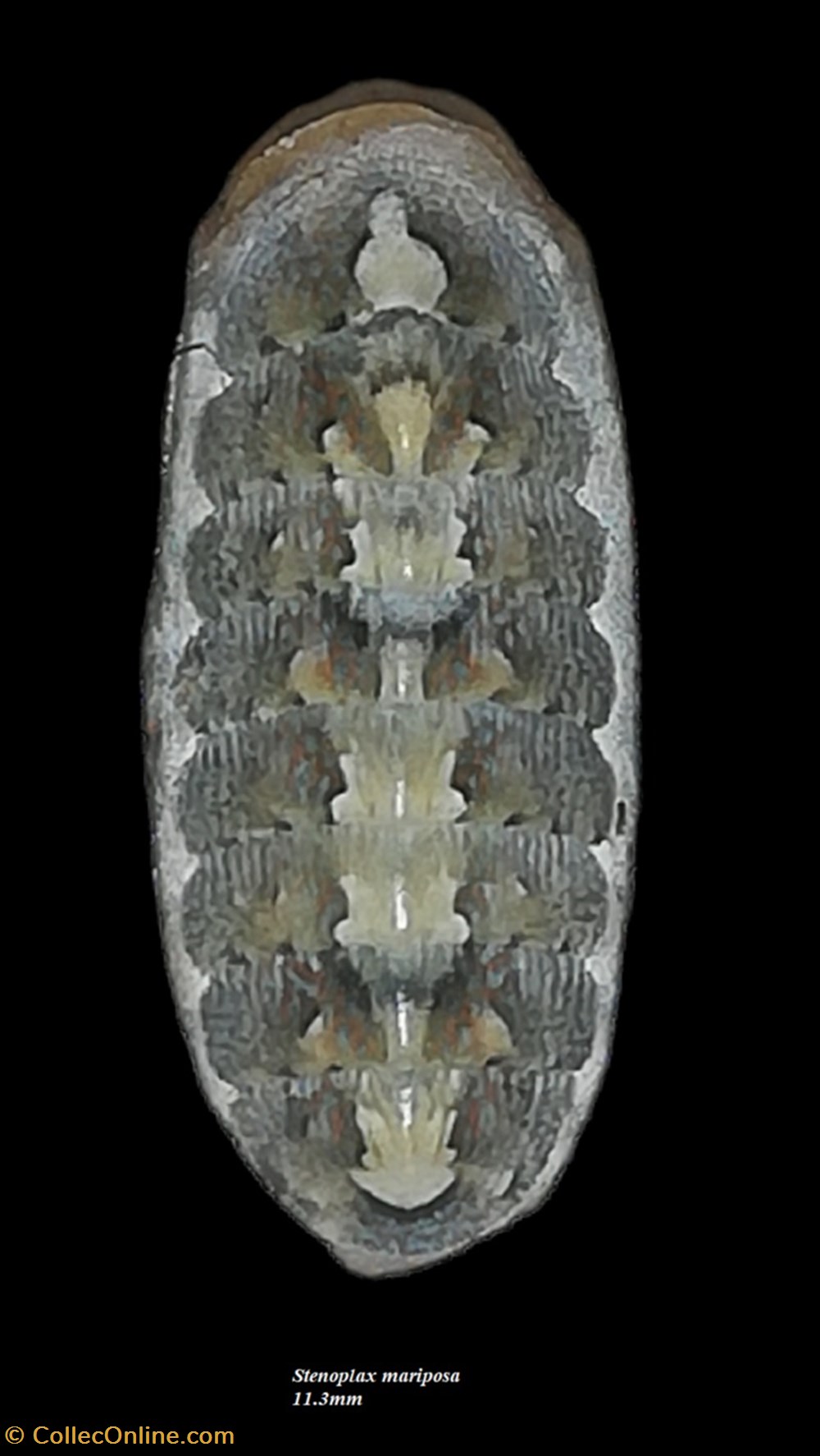 Stenoplax mariposa 11.3mm coquillages fossiles polyplacophora stenoplax mariposa 11 3mm