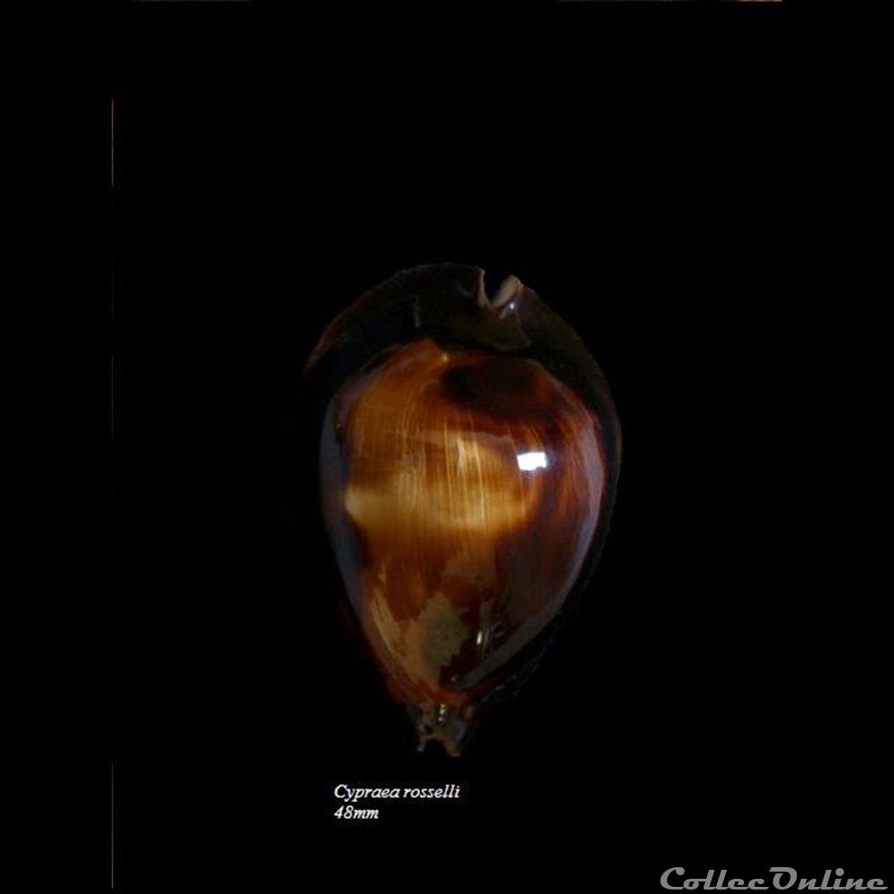 coquillage fossile gastropodum cypraea rosselli 48mm