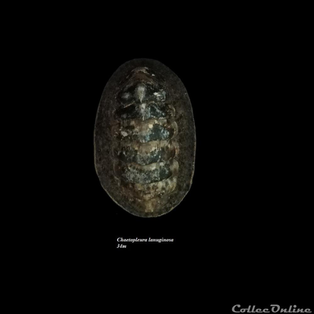 Chaetopleura lanuginosa 34mm coquillage fossile polyplacophora chaetopleura lanuginosa 34mm