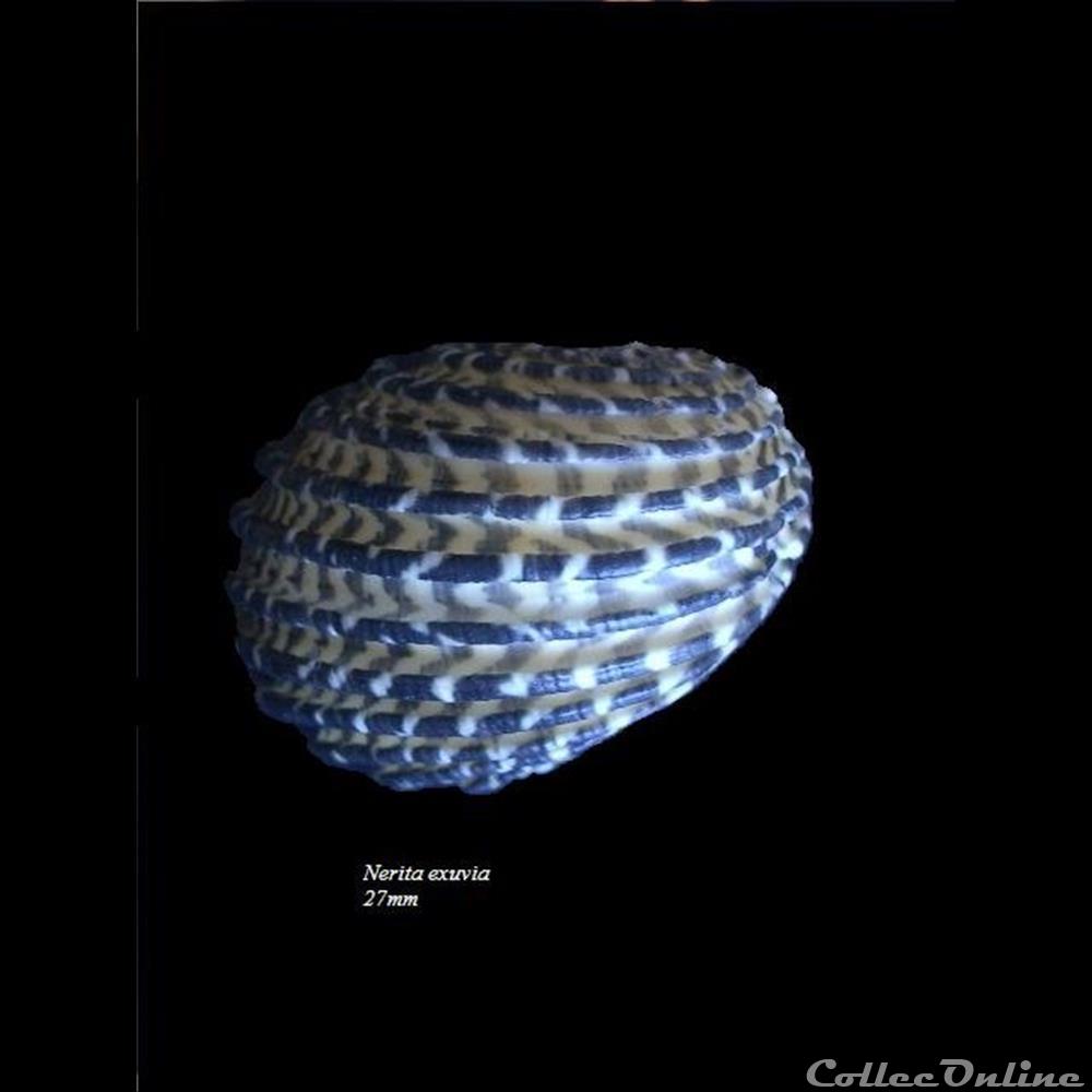 Nerita exuvia 27mm coquillage fossile gastropodum nerita exuvia 27mm