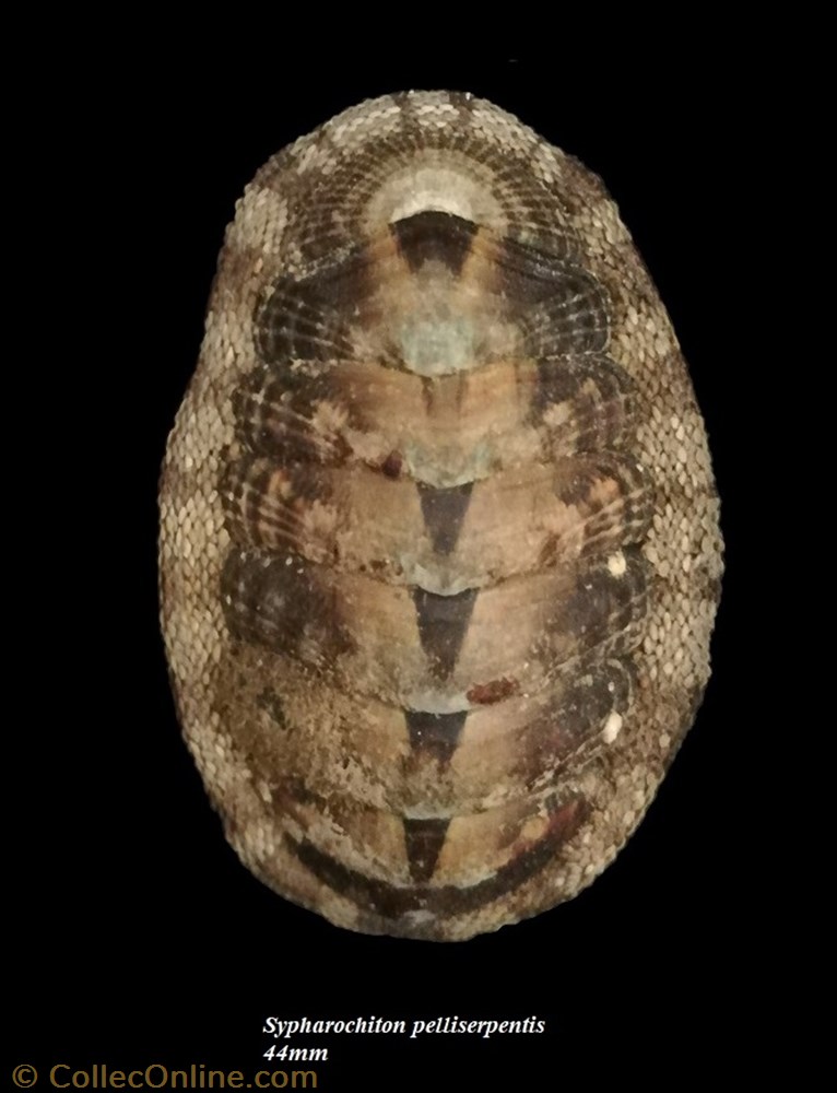 coquillage fossile polyplacophora sypharochiton pelliserpentis 44mm