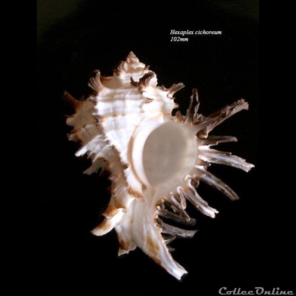 Hexaplex cichoreum 102mm coquillage fossile gastropodum hexaplex cichoreum 102mm