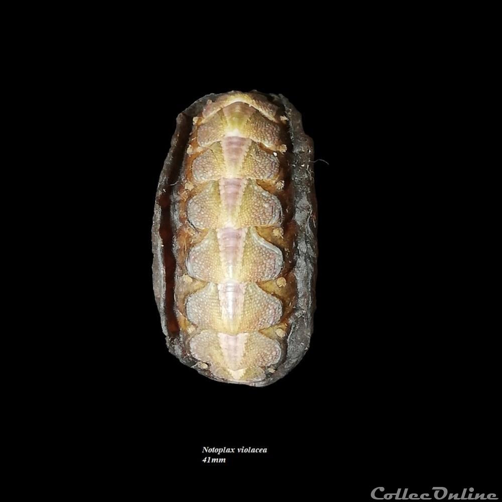 Notoplax violacea 41mm coquillage fossile polyplacophora notoplax violacea 41mm