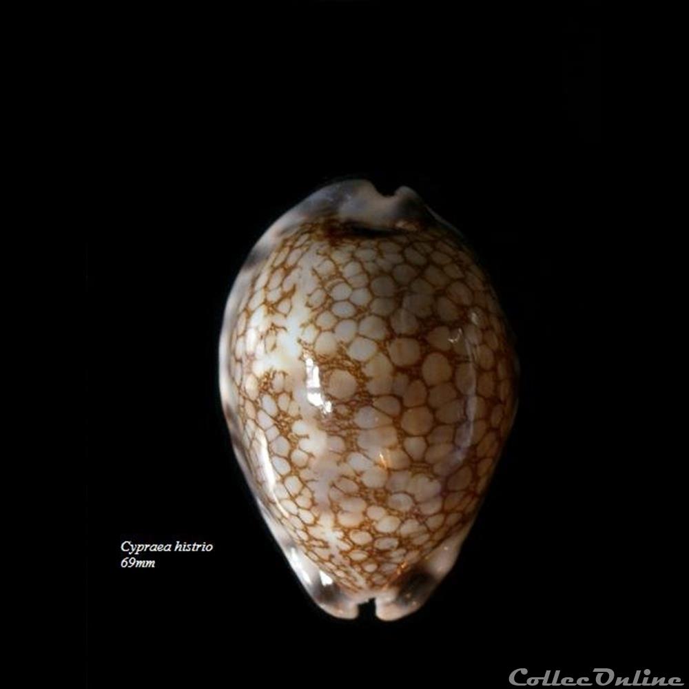 Cypraea histrio 69mm coquillage fossile gastropodum cypraea histrio 69mm