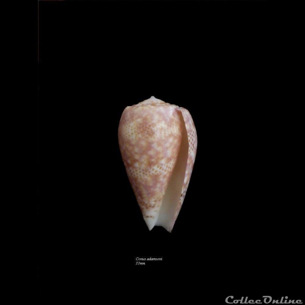 Conus adamsoni 33mm coquillage fossile gastropodum conus adamsoni 33mm