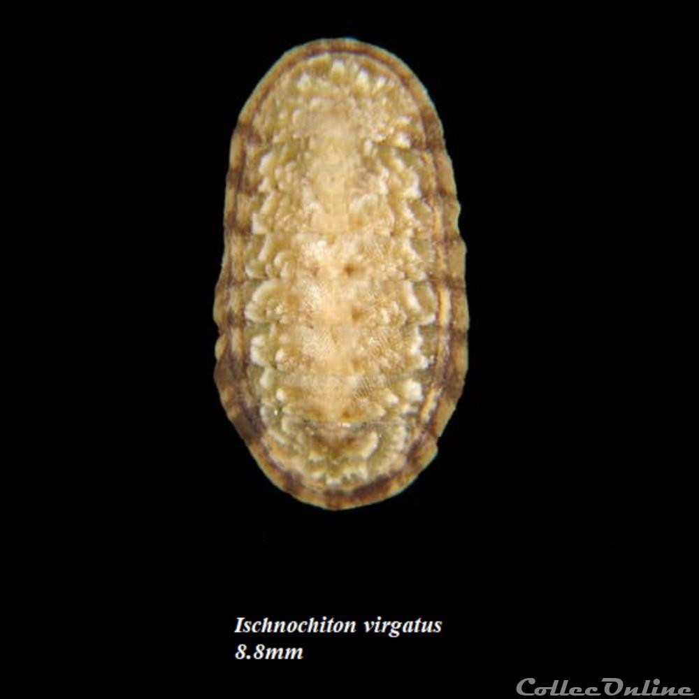 Ischnochiton virgatus 8.8mm coquillage fossile polyplacophora ischnochiton virgatus 8 8mm