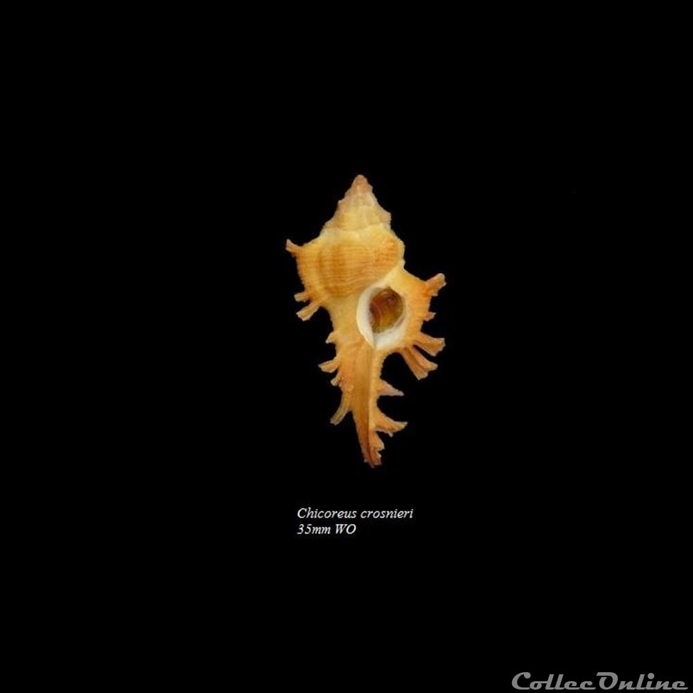 Chicoreus crosnieri 35mm WO coquillage fossile gastropodum chicoreus crosnieri 35mm wo