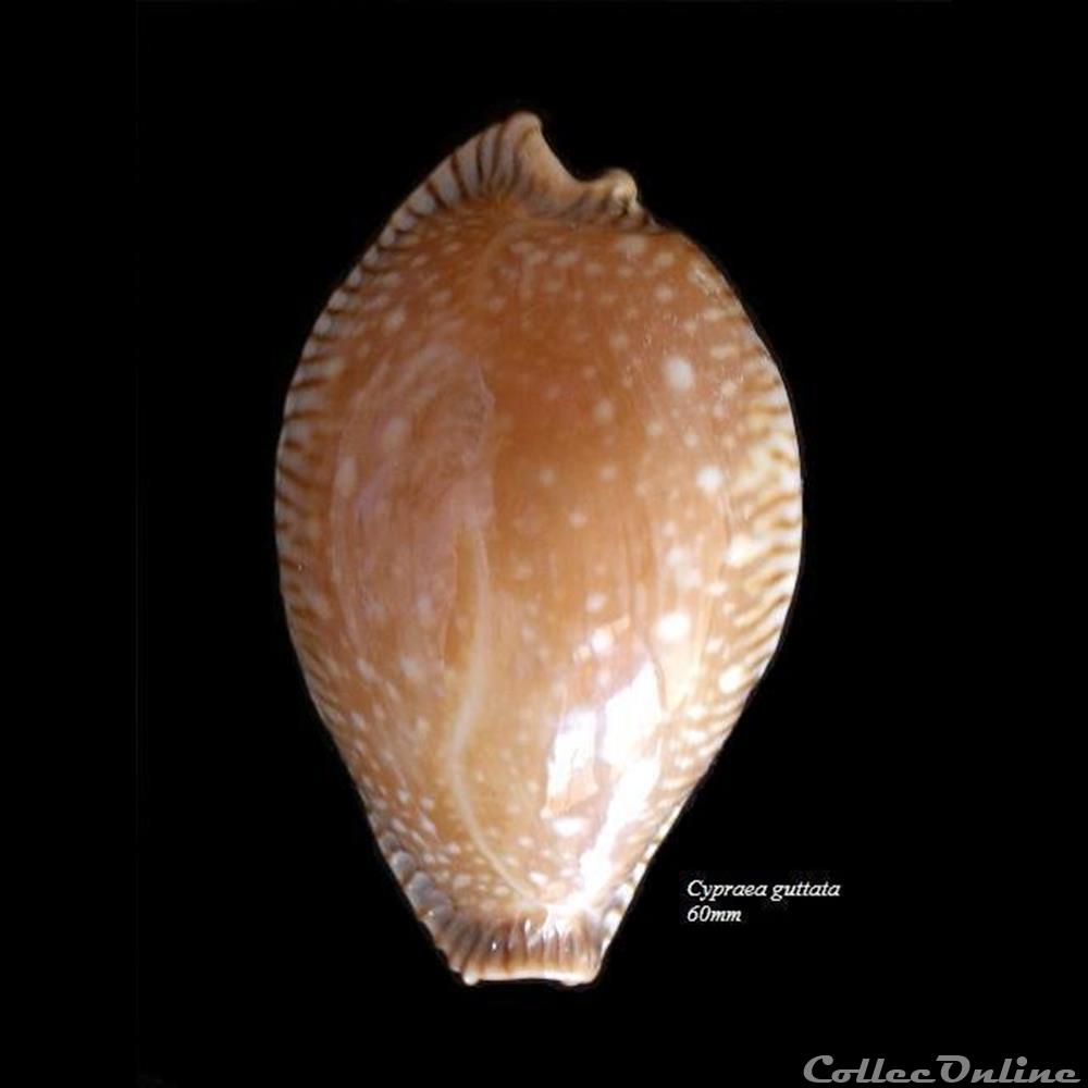 Cypraea guttata 60mm coquillage fossile gastropodum cypraea guttata 60mm
