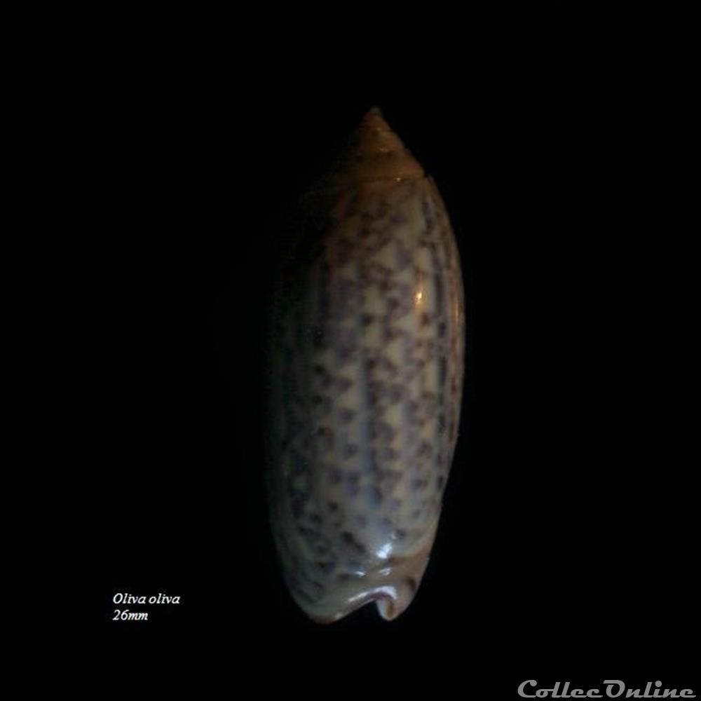 Oliva oliva 26mm coquillage fossile gastropodum oliva oliva 26mm