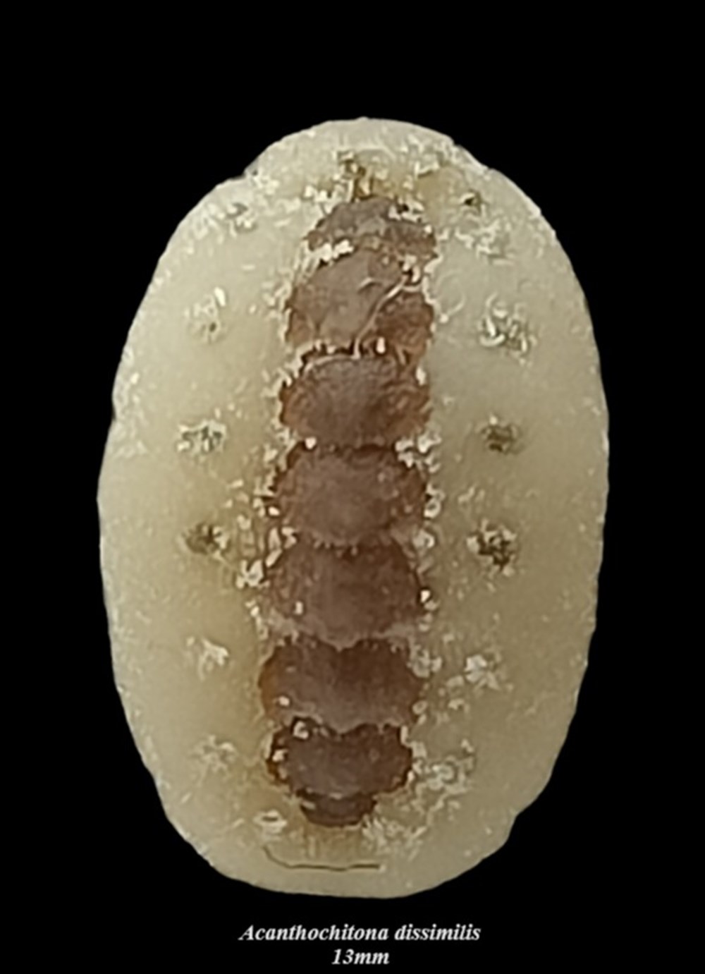 coquillages fossiles polyplacophora acanthochitona dissimilis 13mm