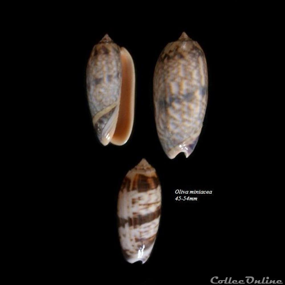 Oliva miniacea 45-54mm coquillage fossile gastropodum oliva miniacea 45 54mm