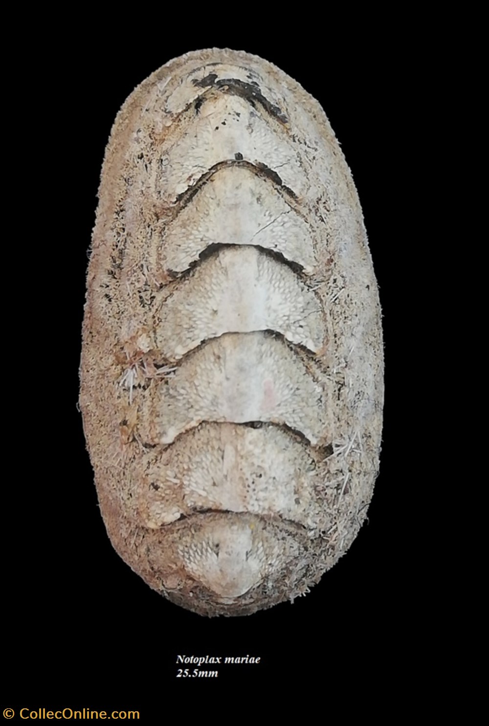 coquillages fossiles polyplacophora notoplax mariae 25 5mm