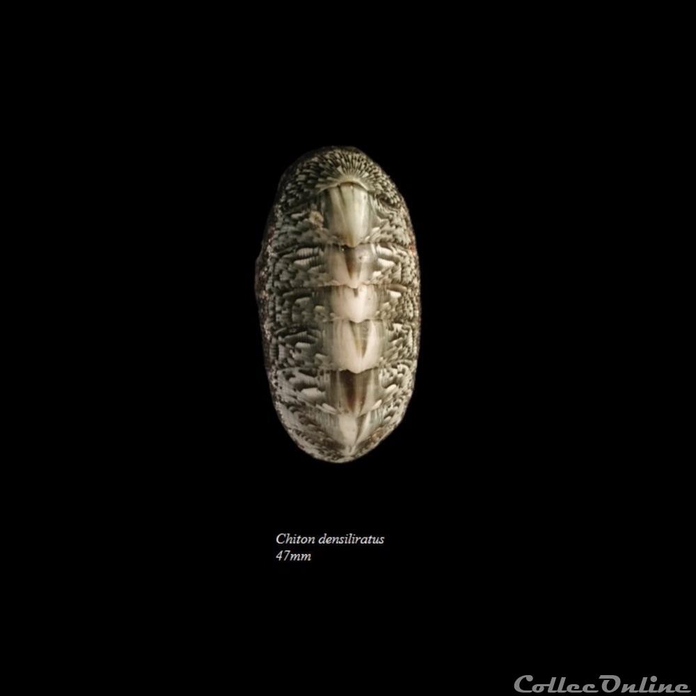 Chiton densiliratus 47mm coquillage fossile polyplacophora chiton densiliratus 47mm