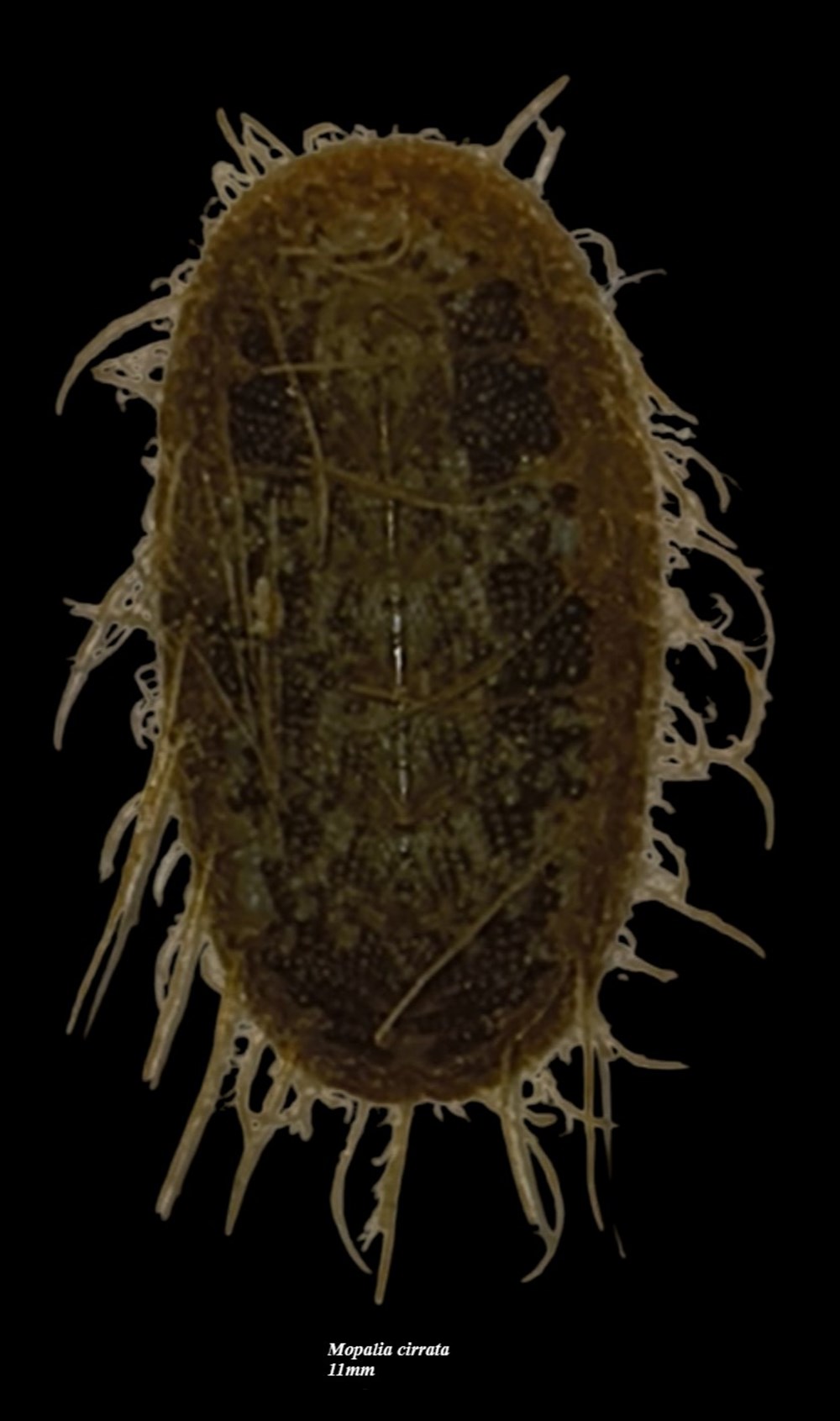 Mopalia cirrata 11mm coquillages fossiles polyplacophora mopalia cirrata 11mm