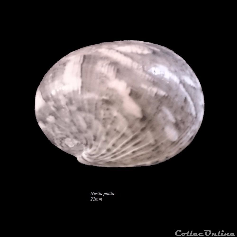 coquillage fossile gastropodum nerita polita 22mm
