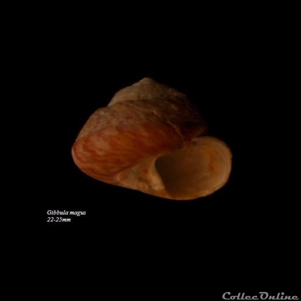 Gibbula magus 25mm coquillage fossile gastropodum gibbula magus 25mm