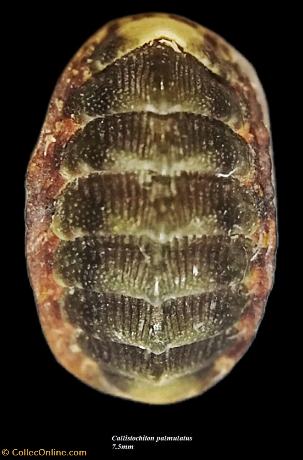 Callistochiton palmulatius 7.5mm coquillages fossiles polyplacophora callistochiton palmulatius 7 5mm