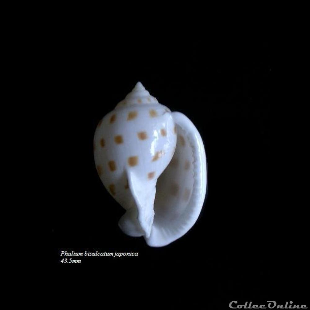 Phalium bisulcatum japonica 43.5mm coquillage fossile gastropodum phalium bisulcatum japonica 43 5mm
