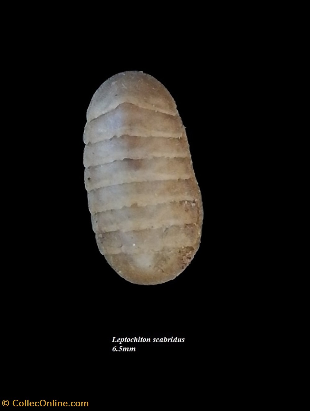Leptochiton scabridus 6.5mm coquillages fossiles polyplacophora leptochiton scabridus 6 5mm