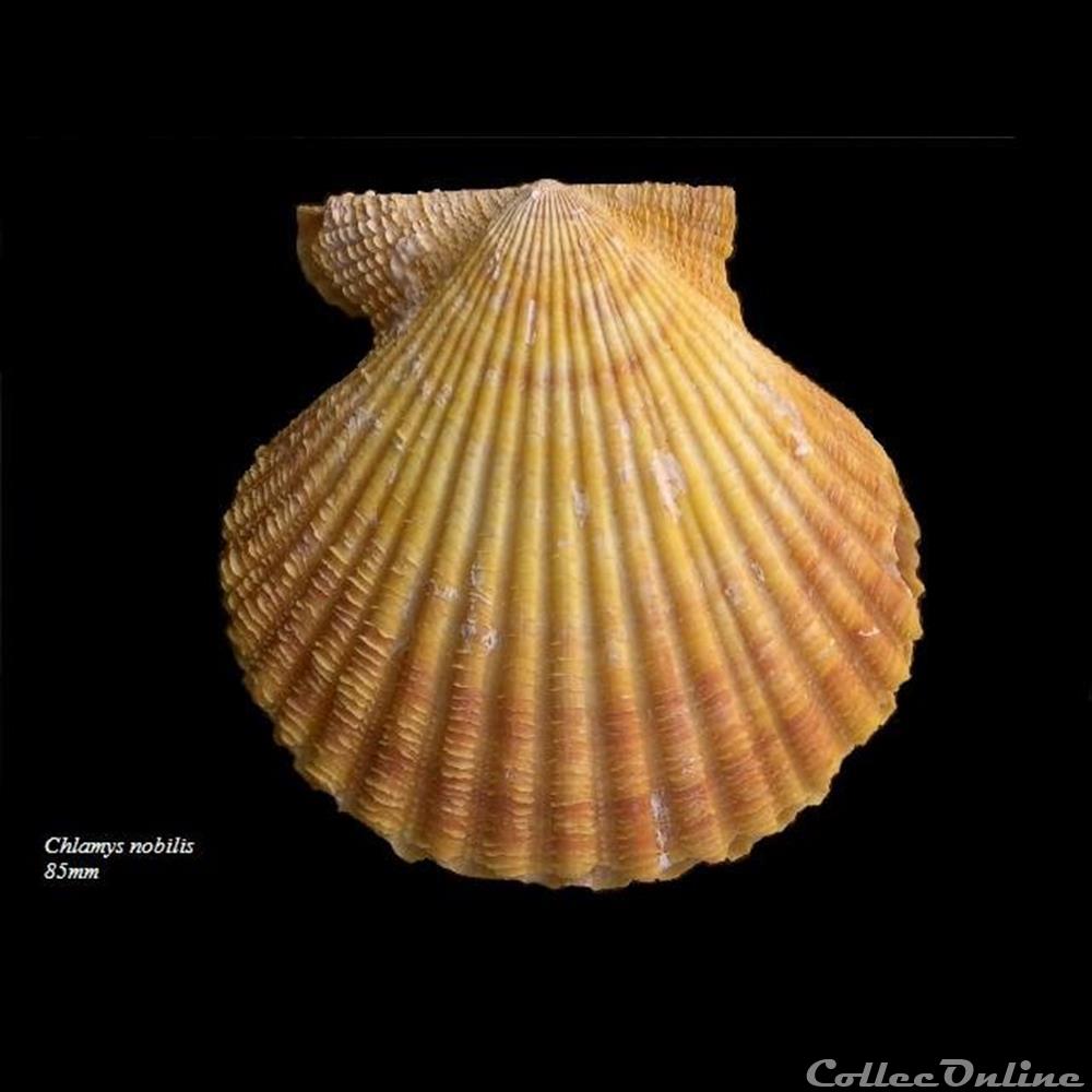 coquillage fossile bivalvium chlamys nobilis 85mm