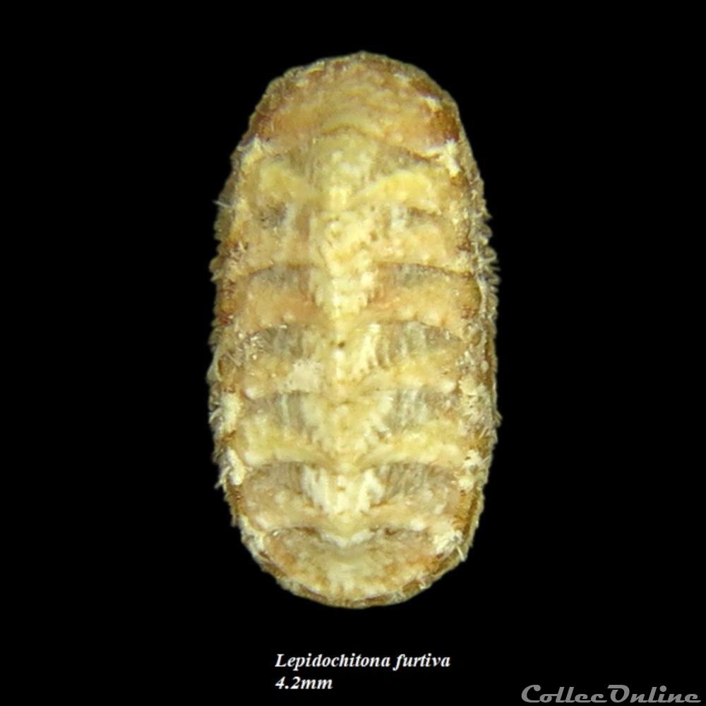 Lepidochitona furtiva 4.2mm coquillage fossile polyplacophora lepidochitona furtiva 4 2mm